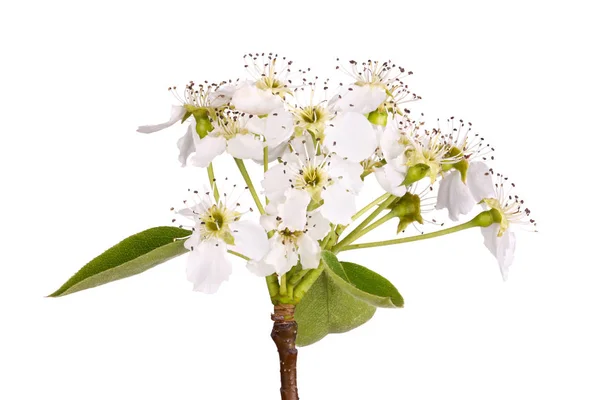 Stem Leaves Flowers Asian Pear Tree Pyrus Pyrifolia Isolated White — Φωτογραφία Αρχείου