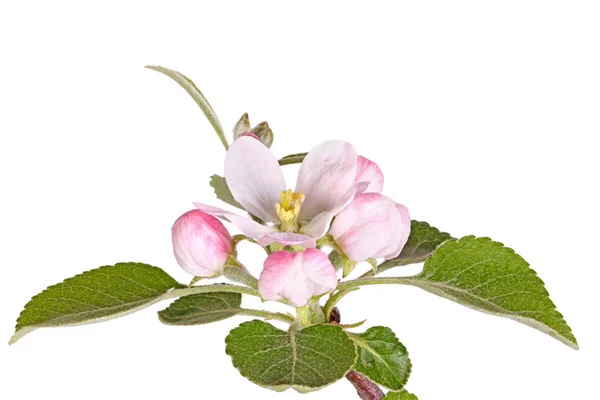 Open Flower Numerous Buds New Spring Leaves Apple Tree Malus — Stock Photo, Image