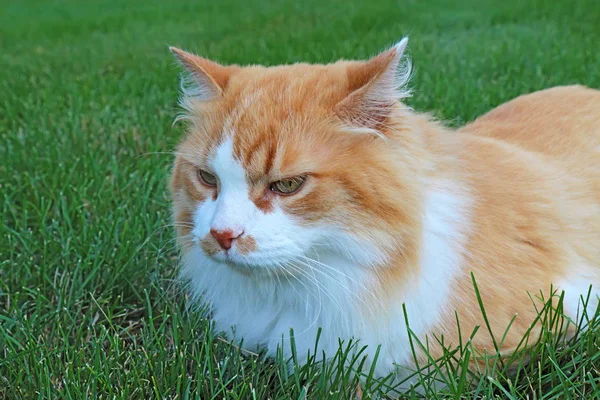 Eine Orangefarbene Und Weiße Hauskatze Felis Catus Entspannt Sich Einem — Stockfoto
