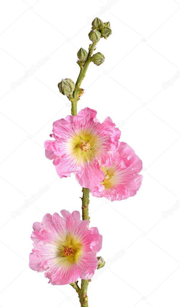 Single stem with three pink and yellow flowers of hollyhock (Alcea rosea) isolated against a white background
