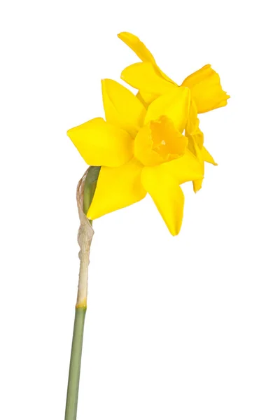 Zwei Blüten Und Stiel Des Erbstücks Gelbe Jonquil Sorte Süße — Stockfoto