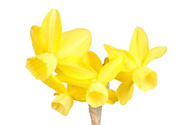 Стовбур Чотирма Жовтими Квітками Нарцисового Тріадильного Гібридного Сорту Ізольованого Білому — стокове фото