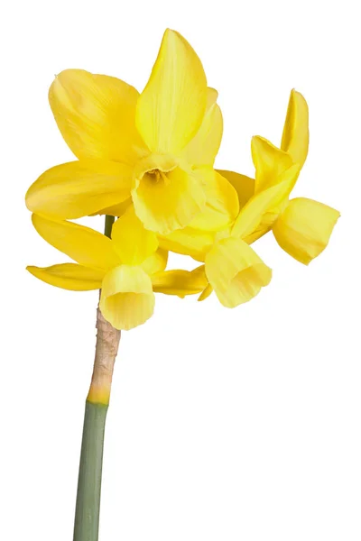 Stem Four Yellow Flowers Narcissus Triandrus Daffodil Hybrid Cultivar Isolated — Stok fotoğraf