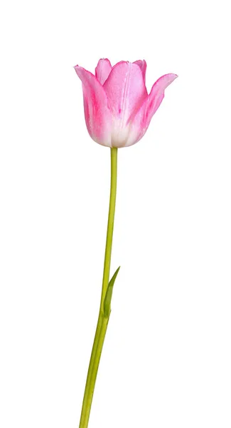 Stem Pink White Flower Tulip Cultivar Tulipa Species Isolated White — 图库照片