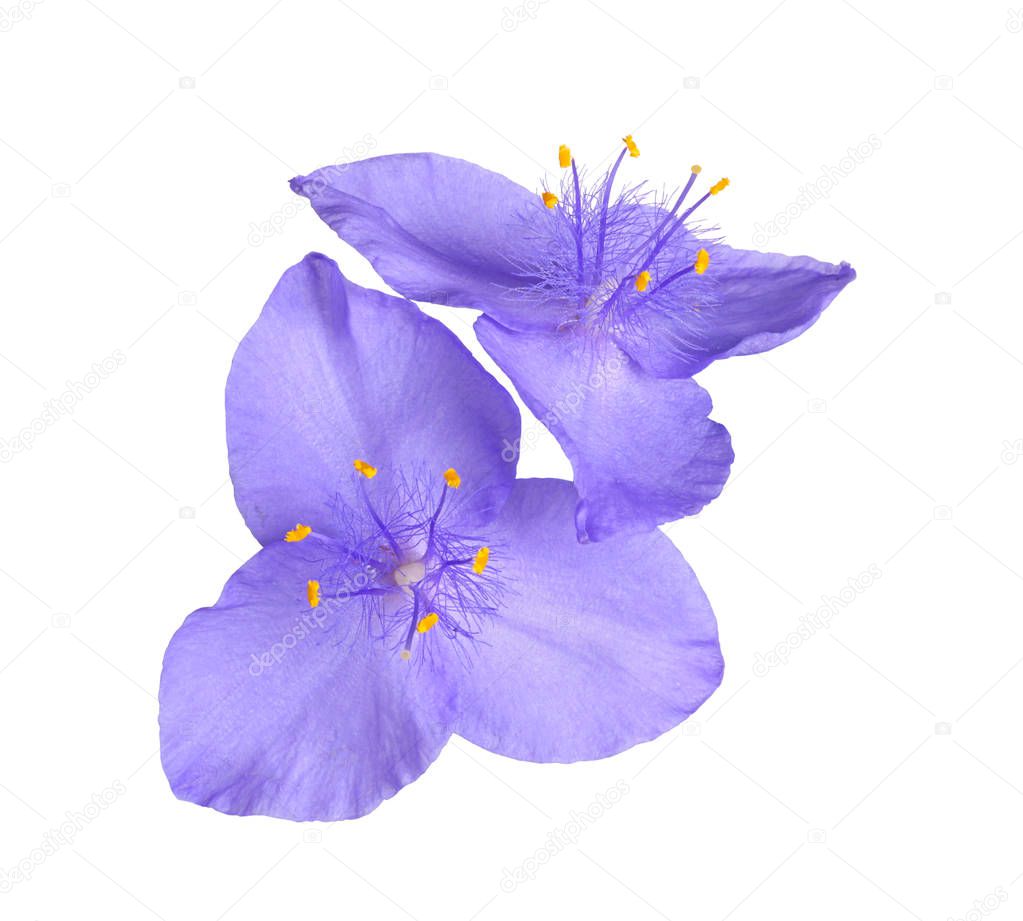 Two purple flowers of the North American native perennial plant spiderwort (probably a hybrid involving Tradescantia virginiana and T. ohiensis) isolated against a white background