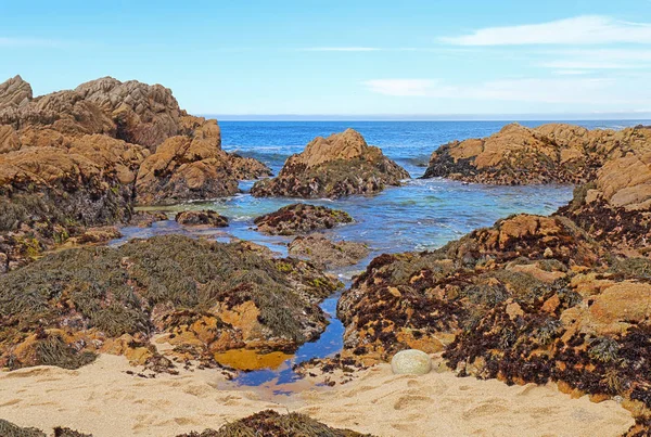 Low tide reveals algae and tide pools at Asilomar State Beach in Pacific Grove on the Monterey Peninsula of California