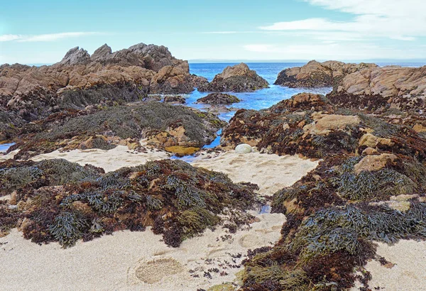 Yosun Gelgit Havuzları Asilomar Devlet Beach Pacific Grove California Monterey — Stok fotoğraf
