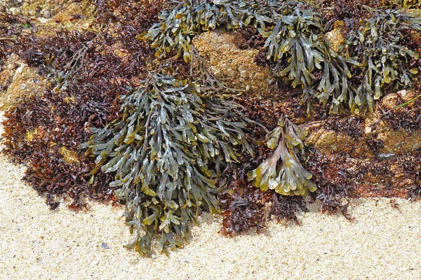 他の藻類 おそらく砂洗掘偽昆布 Phaeostrophion Irregulare センター の右関連褐藻ヒバマタ Distichus オリーブ ロック ウィード ストック画像