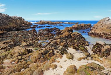 Yosun ve gelgit havuzları Asilomar devlet Beach Pacific Grove California Monterey Peninsula düşük tide ortaya çıkarır