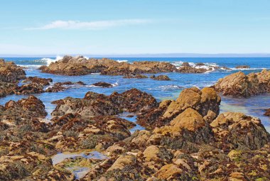 Low tide reveals algae and tide pools at Asilomar State Beach in Pacific Grove on the Monterey Peninsula of California clipart