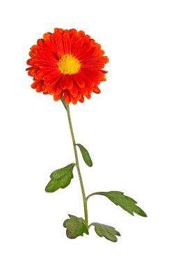 Tek kök yaprakları ve beyaz bir arka plan karşı izole sonbahar kasımpatı (krizantem indicum) bir turuncu ve sarı çiçek