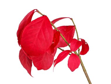 Beyaz bir arka plan karşı izole bir kök burning Bush (Euonymus alatus) üzerinde kırmızı sonbahar yaprakları