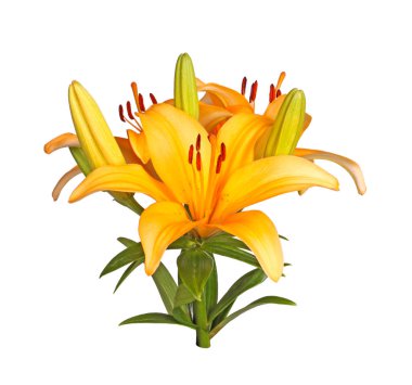 Bir Asya parlak turuncu çiçekler ile tek kök Chicca hibrit beyaz bir arka plan karşı izole.