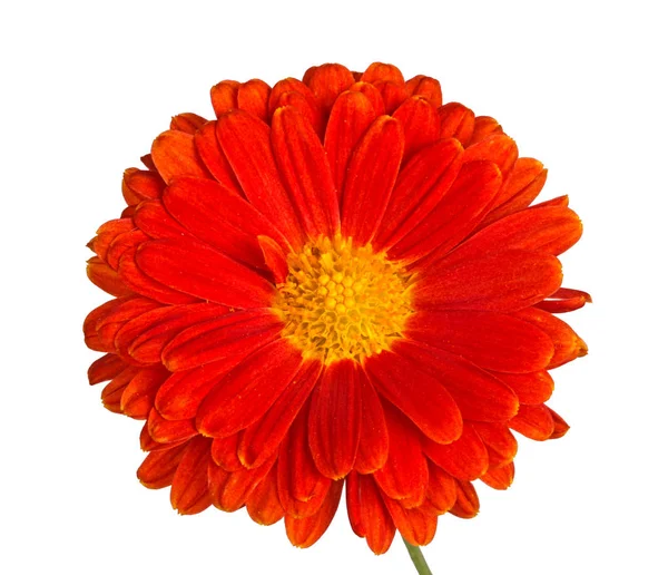 Small Stem Orange Yellow Flower Fall Chrysanthemum Chrysanthemum Indicum Isolated — Stock Photo, Image