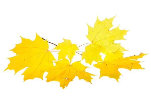 Łodyga Żółty Jesienią Liści Klon Cukrowy Acer Saccharum Białym Tle — Zdjęcie stockowe