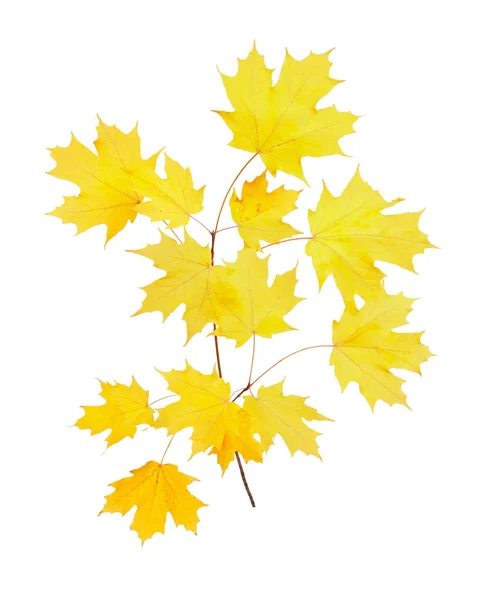 Łodyga Żółty Jesienią Liści Klon Cukrowy Acer Saccharum Białym Tle — Zdjęcie stockowe
