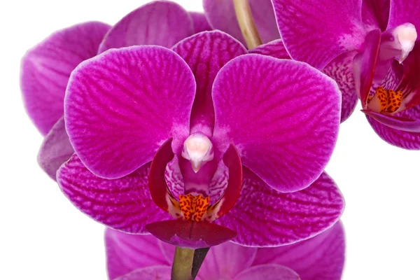 Mörk Lila Blommor Hybrid Phalaenopsis Orkidéer Isolerade Mot Vit Bakgrund — Stockfoto