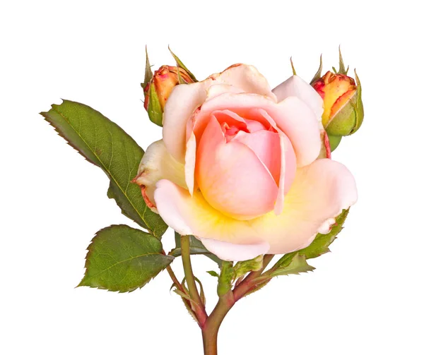 Tallo Único Con Una Flor Rosa Amarilla Una Rosa Inglesa — Foto de Stock