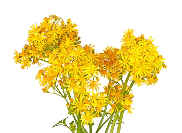 Bright Yellow Spring Flowers North American Native Weed Cressleaf Groundsel — Stock Photo, Image