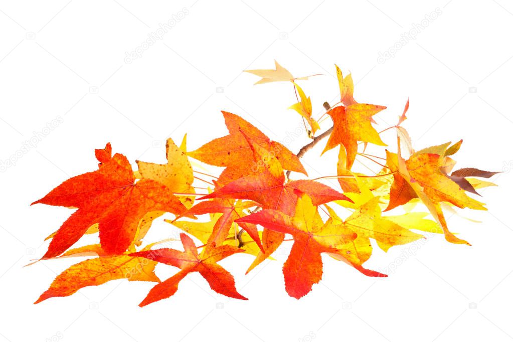 Red, yellow and orange fall leaves of sweet gum (Liquidambar styraciflua) on a single branch isolated against a white background