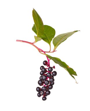 Yaprakları ve beyaz bir arka plan karşı izole pokeweed (Phytolacca americana) kümesi Olgun, mor meyve ile şube