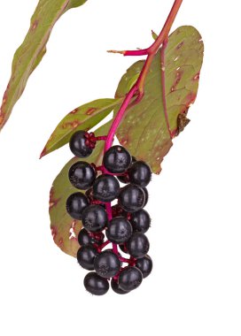 Enfeksiyon Cercospora ve beyaz bir arka plan karşı izole pokeweed (Phytolacca americana) kümesi Olgun, mor meyve ile gösterilen yaprakları ile şube