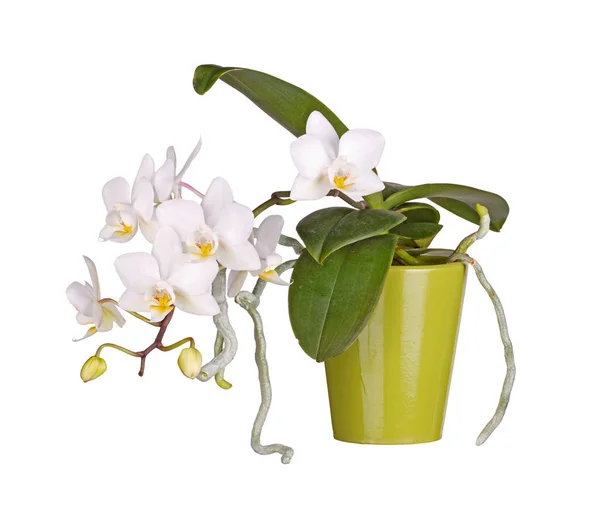 Sprey Bir Phalaenopsis Orkide Bitki Beyaz Bir Arka Plan Karşı — Stok fotoğraf