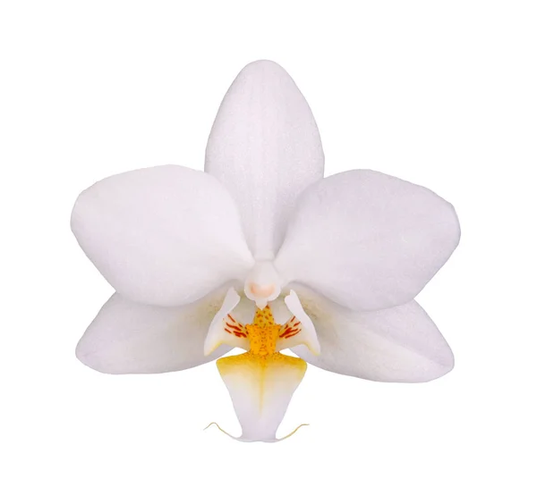 Einzelne Weiße Und Gelbe Blüte Einer Hybridorchidee Der Art Phalaenopsis — Stockfoto