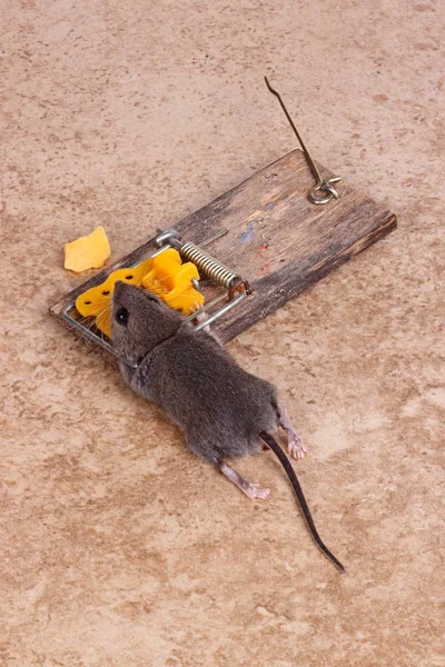 Gemeine Hausmaus Musculus Musculus Einer Federgeladenen Schnappfalle Auf Einem Fliesenboden — Stockfoto