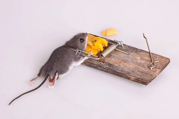 Common House Mouse Mus Musculus Killed Spring Loaded Bar Snap — Stock Photo, Image
