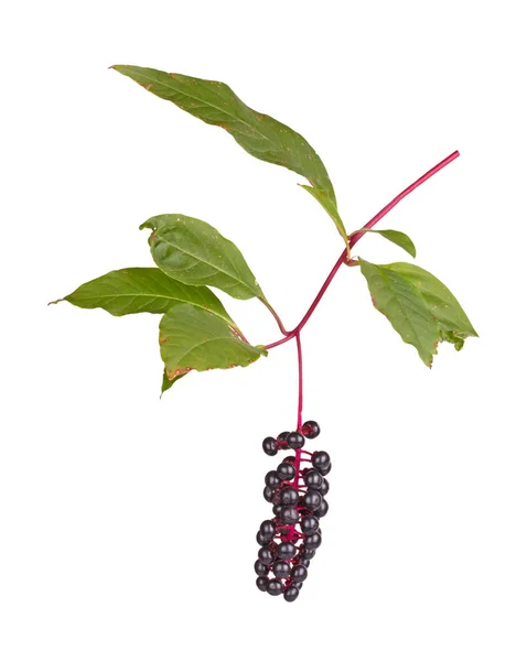 Oddział Liści Wyświetlono Zakażenia Cercospora Owoców Dojrzałych Fioletowe Grono Szkarłatki — Zdjęcie stockowe