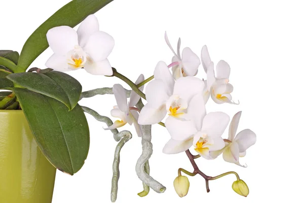 Spray Sárga Fehér Virágok Phalaenopsis Orchidea Növény Légi Gyökerek Nőnek — Stock Fotó