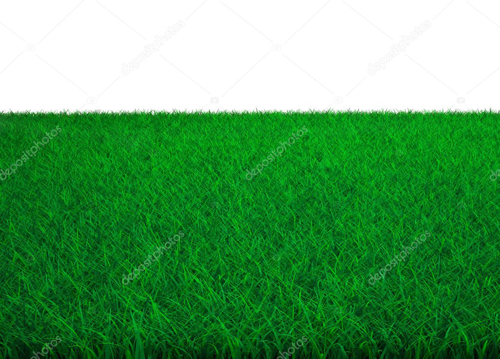 Green grass field with white background, 3D illustration