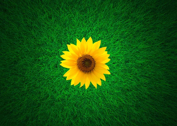 Sunflower Green Grass Meadow Background Top View Wide Angle — Stock Photo, Image