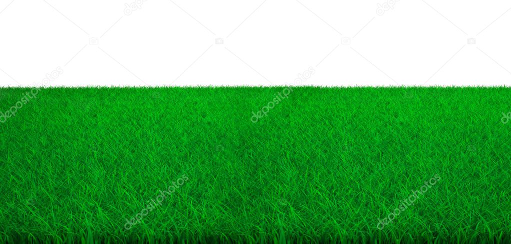Green grass field with white background, 3D illustration.