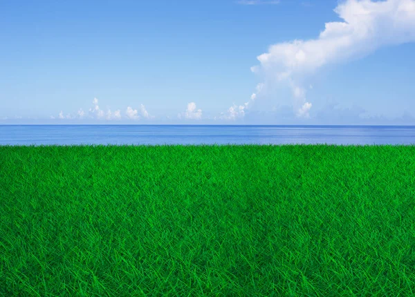 Green Grass Field Blue Sky White Clouds Sea — Stock Photo, Image