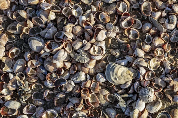 Vista Pájaro Una Pila Conchas Marinas Una Playa Bretaña Norte — Foto de Stock