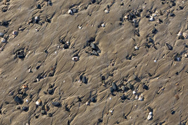 砂と北フランスのブルターニュでシェル ビーチの詳細 — ストック写真