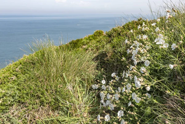Specific White Wild Flowers Saxifraga Hypnoides Coastline Brittany North France — Stock Photo, Image