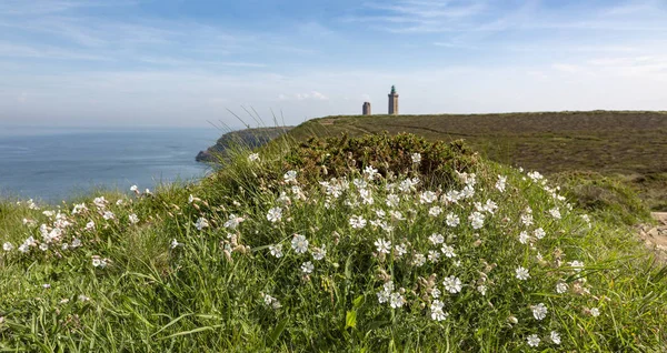 Specific White Wild Flowers Saxifraga Hypnoides Coastline Brittany North France — Stock Photo, Image