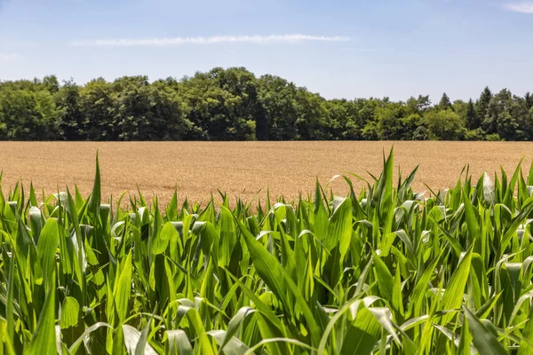 第一平面玉米田与森林前第二平面麦田的自然农业背景 — 图库照片