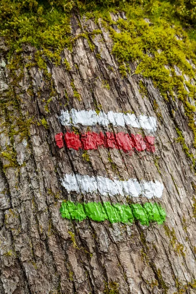Крупним Планом Пішохідні Показників Гавкати Дерева Лісі Французький — стокове фото