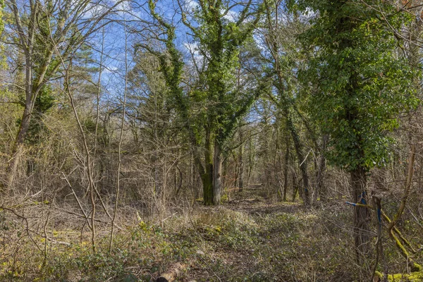 Riflessioni Una Pozzanghera Una Foresta Primavera Ubicazione River Seine Bank — Foto Stock