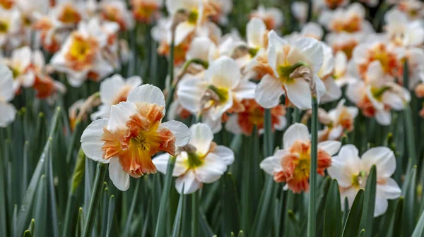 Nahaufnahme Einer Narzisse Einem Blumenfeld Frühling — Stockfoto