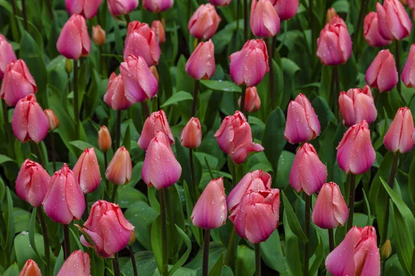 Campo Belas Tulipas Vermelhas Holanda — Fotografia de Stock