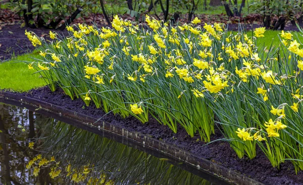 Bild Einer Gruppe Narzissen Einem Garten Der Nähe Eines Kleinen — Stockfoto