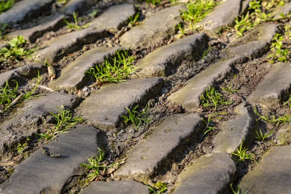 Detail Der Berühmten Kopfsteinpflasterstraße Muur Van Geraardsbergen Belgien Auf Dieser — Stockfoto