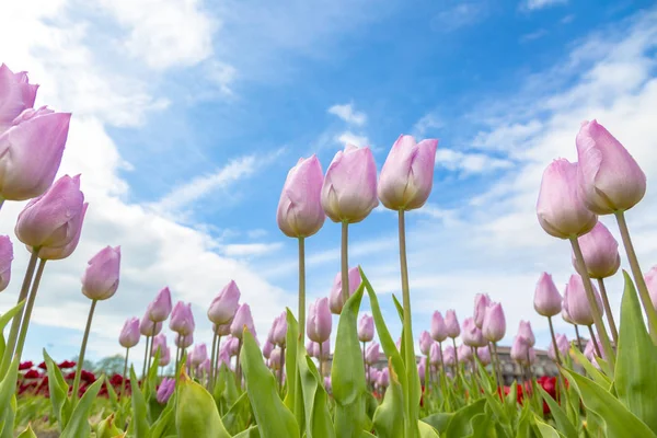 Low Level Image Field Beautiful Pink Tulips Agains Cloudy Sky — Stock Photo, Image