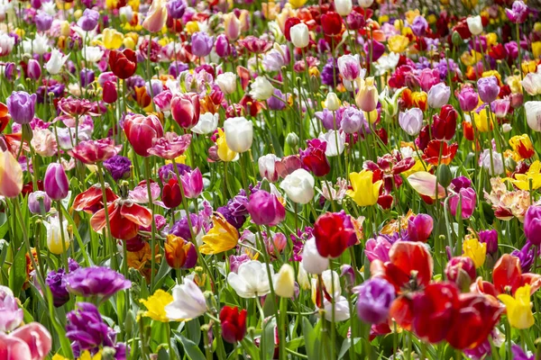 Повне Зображення Рамки Красивого Поля Барвистих Тюльпанів — стокове фото