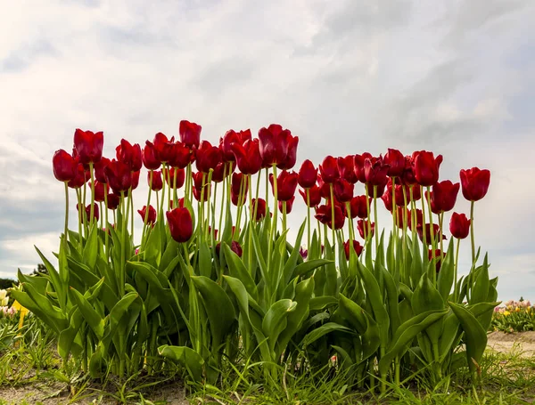 Group of full body red tulips in a filed in Netherlands.